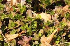 Ruellia pilosa