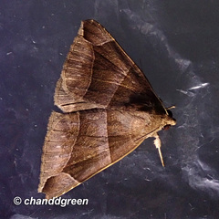 Bastilla maturescens