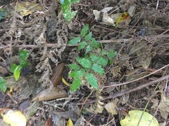 Alectryon excelsus excelsus