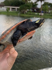 Red-Bellied Short-Necked Turtle photo 2