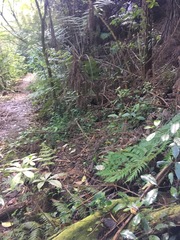 Hedycarya arborea