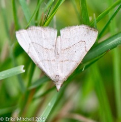 Macrochilo litophora