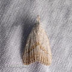 Meganola brunellus