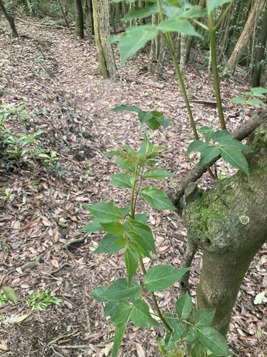 Euscaphis japonica