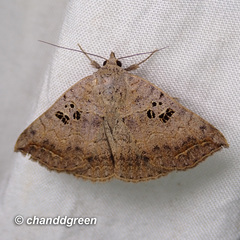 Blasticorhinus rivulosa