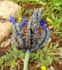 Lavandula multifida image