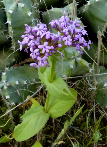 Fedia pallescens image