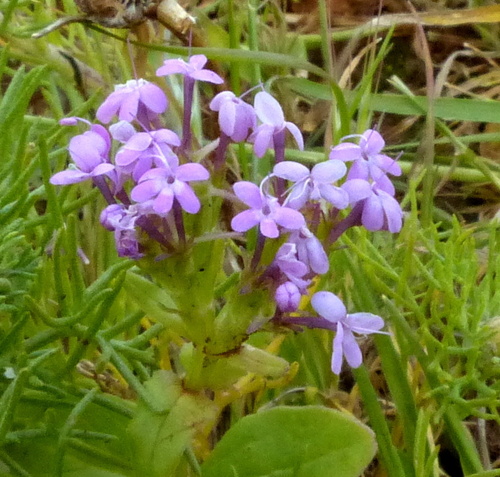 Fedia pallescens image