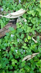 Bonnaya ruelloides