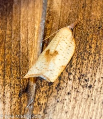 Sparganothis xanthoides