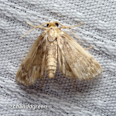 Luma