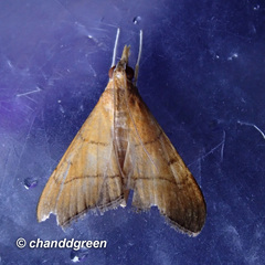 Hemiscopis sanguinea