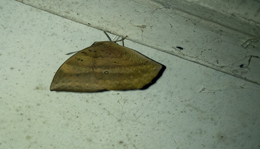 Discophora philippina