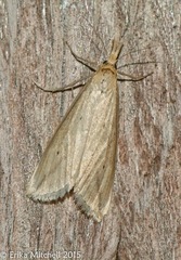 Donacaula melinellus