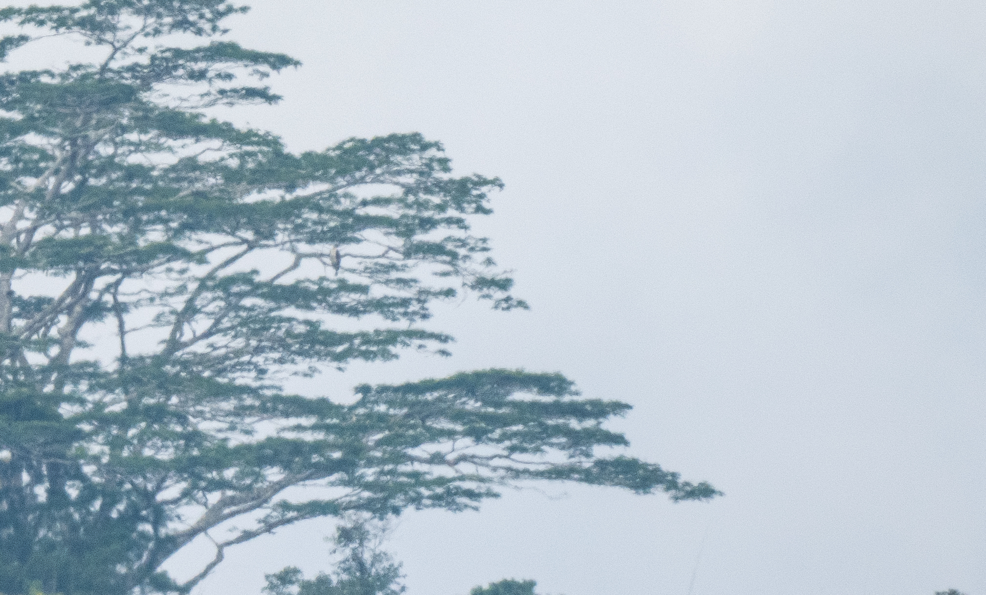 Philippine Eagle (Pithecophaga jefferyi), photo 1