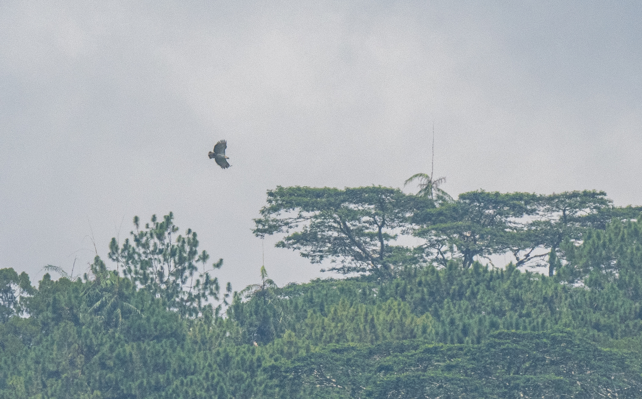 Philippine Eagle (Pithecophaga jefferyi), photo 2