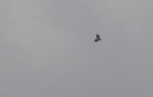 Philippine Eagle (Pithecophaga jefferyi), photo 8