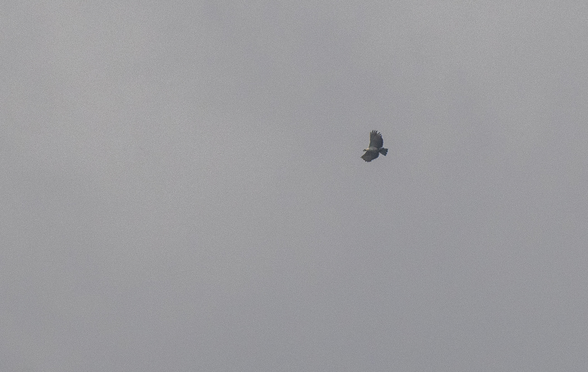 Philippine Eagle (Pithecophaga jefferyi), photo 9