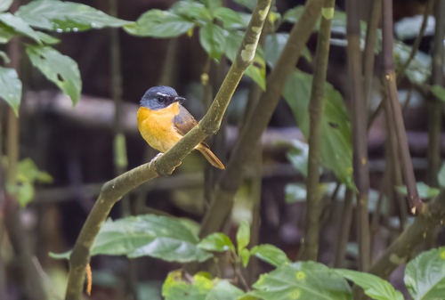 Bundok Flycatcher (Ficedula luzoniensis), photo 10