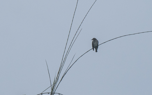 Stripe-breasted Rhabdornis (Rhabdornis inornatus), photo 6