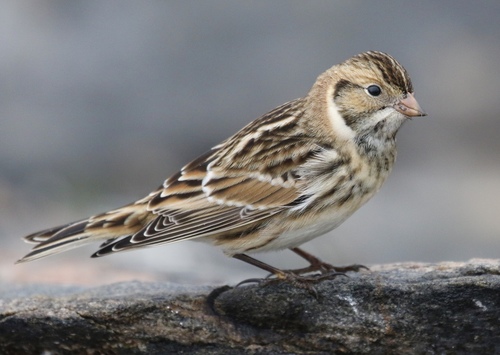 Lapland Longspur