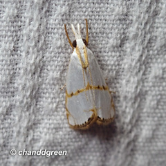 Pseudargyria interruptella