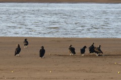 Coragyps atratus image