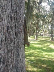 Sciurus carolinensis extimus