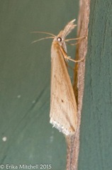 Donacaula longirostrallus