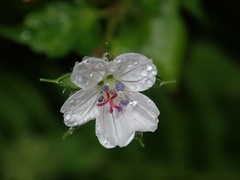Geranium wilfordii