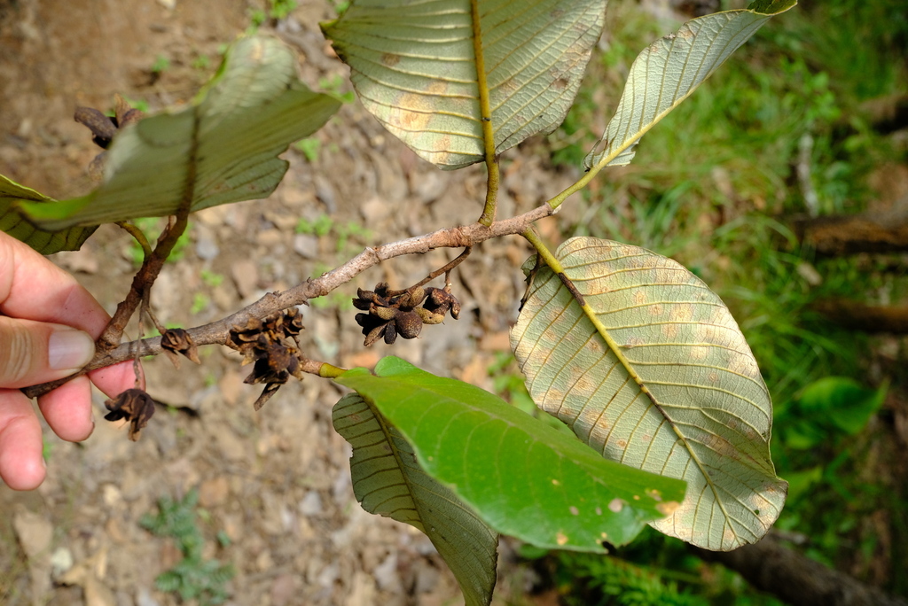 Monotes hypoleucus