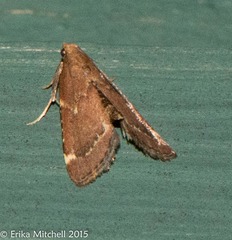 Hypsopygia intermedialis