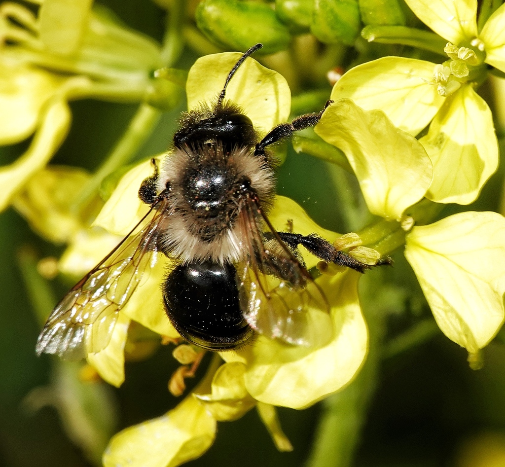 Andrena bicolorata