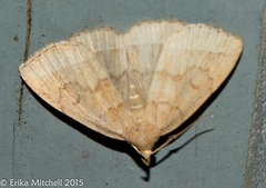 Zanclognatha jacchusalis