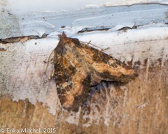 Mesapamea fractilinea