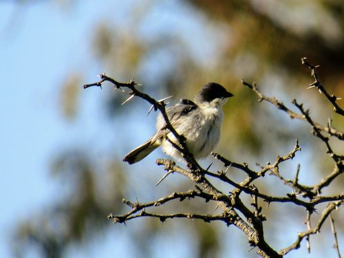 Black-capped Warbling Finch (Microspingus melanoleucus), photo 4