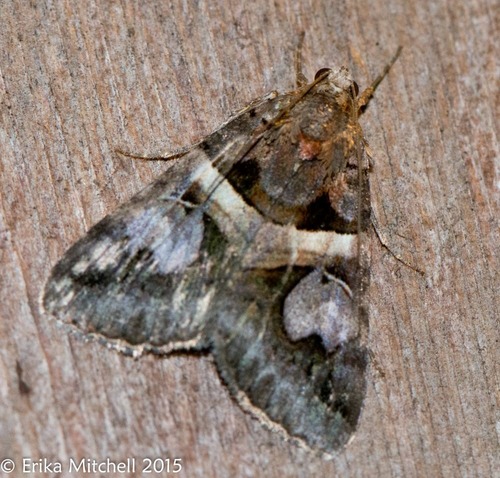 Figure-seven Moth (Lepidoptera of Sibley Farm (Worcester Co., MA ...