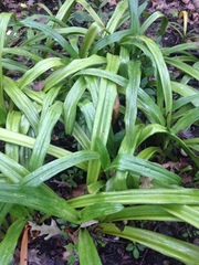 Crinum americanum