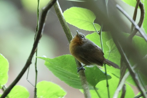 Dusky Antbird (Cercomacroides tyrannina), photo 10