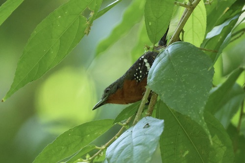 Spikkelvleugelmiersluiper (Microrhopias quixensis)