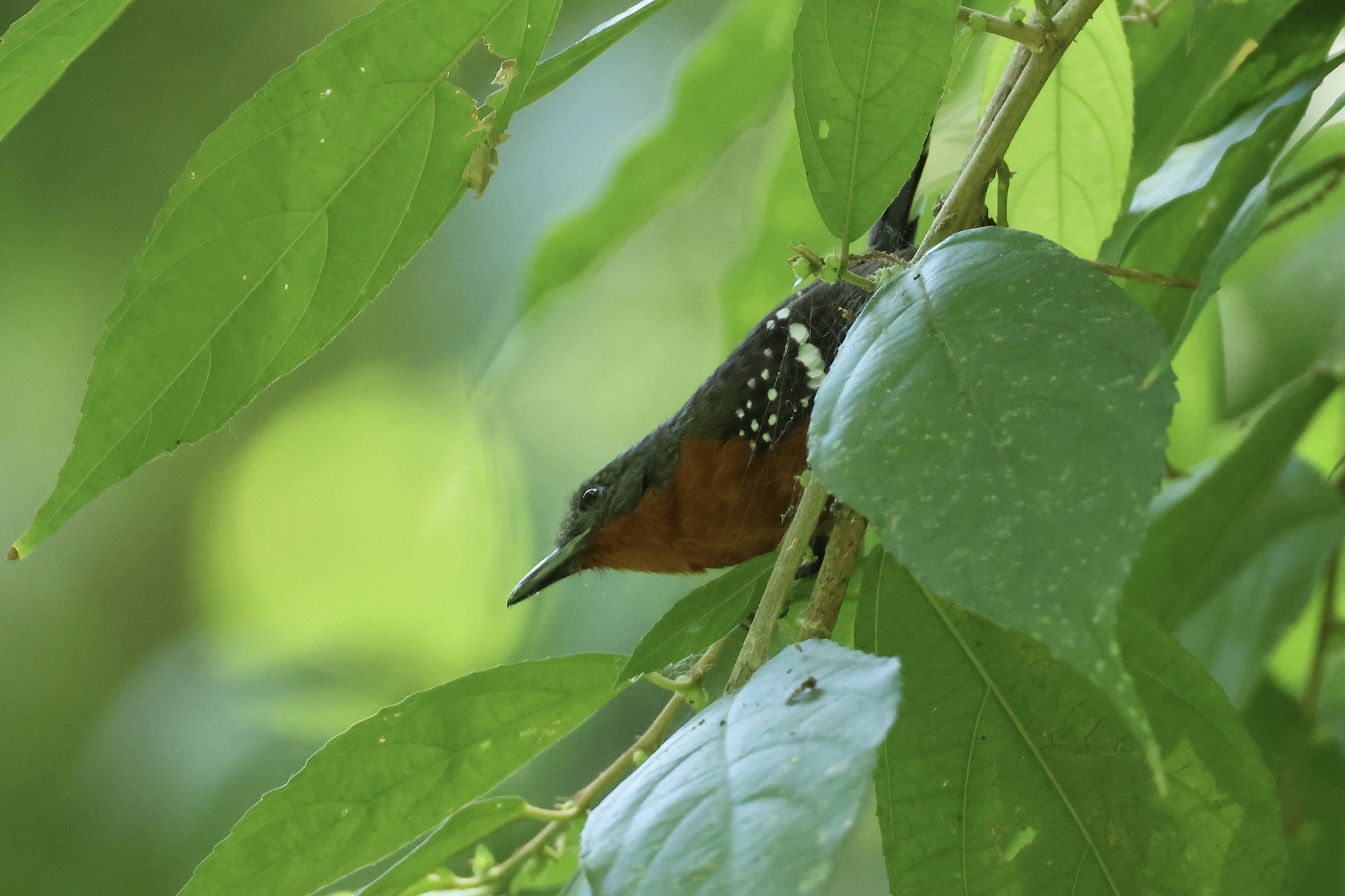 Dot-winged Antwren (Microrhopias quixensis)