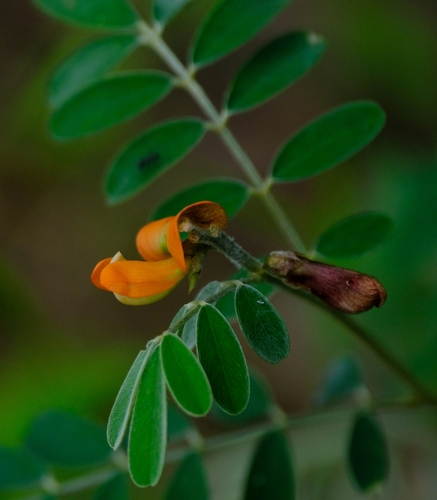 Tephrosia decora