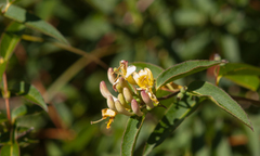 Lonicera acuminata