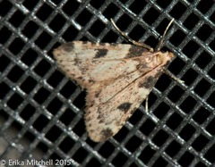 Aglossa costiferalis
