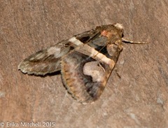 Drasteria grandirena