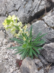 Erysimum nevadense, photograph (c) Thomas Koffel, some rights reserved (CC BY)