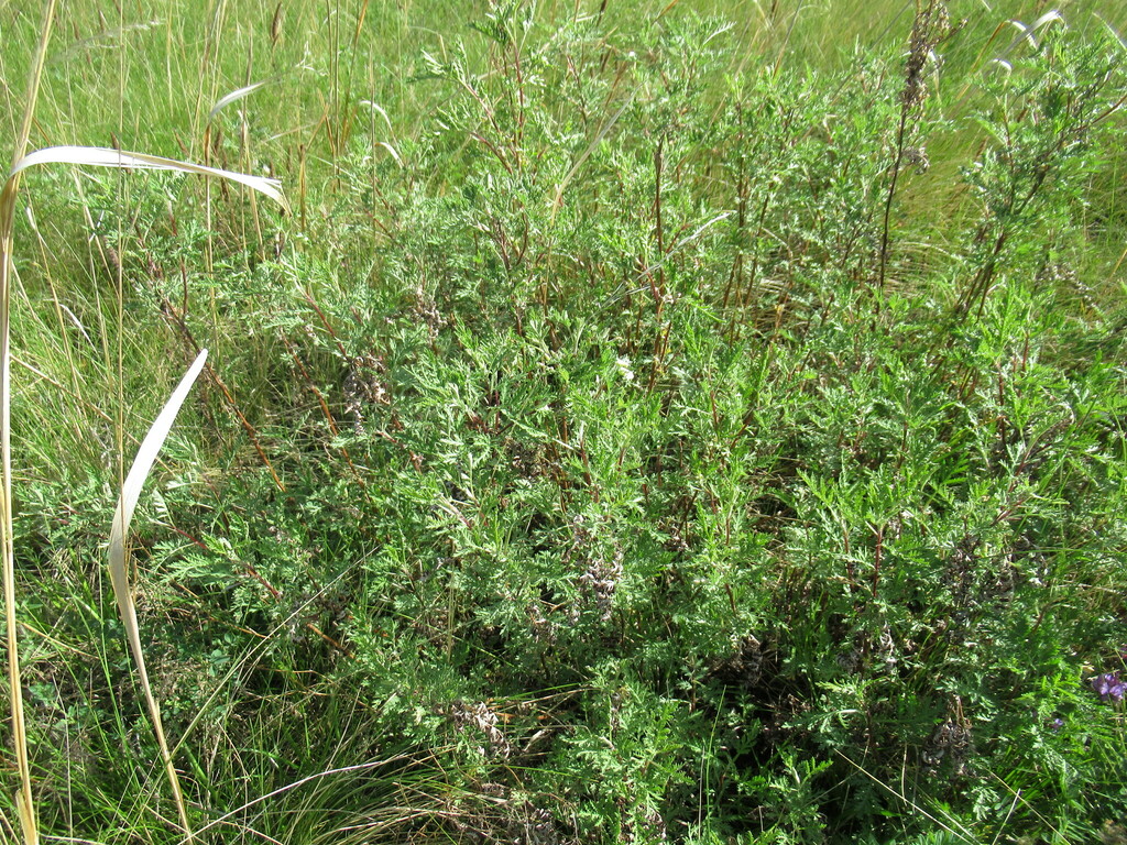 Artemisia Gmelinii From Черемховский р-н, Иркутская обл., Россия On May ...