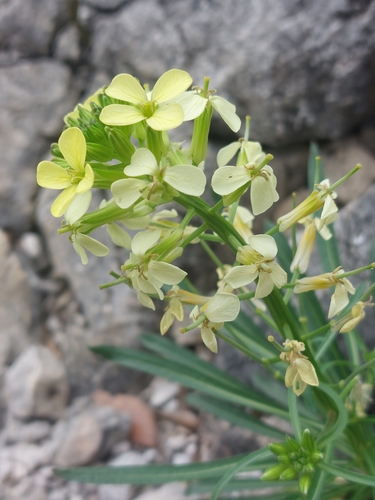 Erysimum nevadense, photograph 2