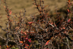 Berberis morrisonensis