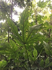 Fatsia